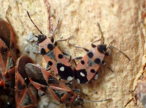 Horvathiolus superbus